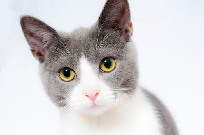 Can Cats Eat Uncle Ben’s Mexican Rice? Seasoned Rice Risks | Dial A Vet