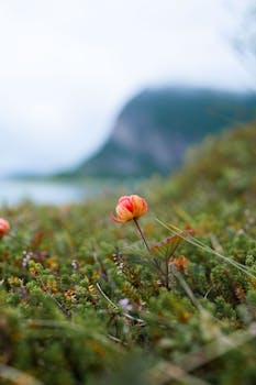 A golden retriever sniffing freshly picked cloudberries in a sunny forest setting, showcasing the fruit's vibrant color.