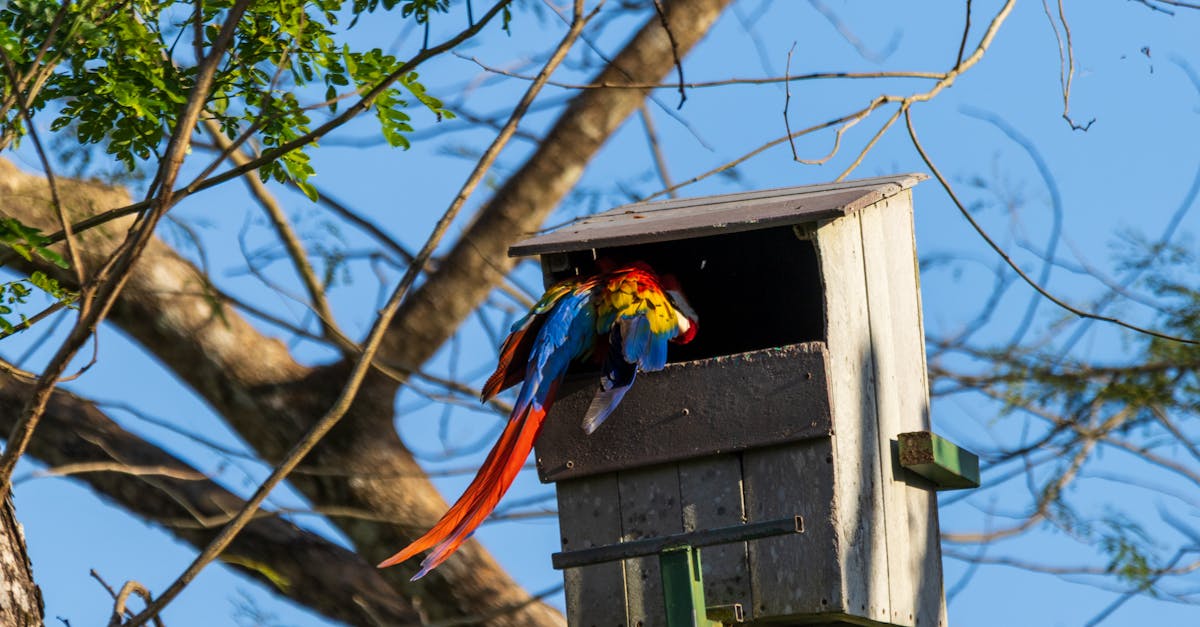 Colorful macaws sitting on a branch, showcasing their vibrant feathers and playful personalities in a tropical setting.