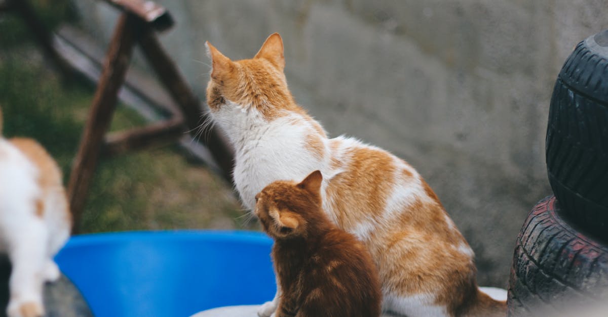 A diverse group of cats representing various breeds, showcasing their unique features and personalities for potential cat owners.