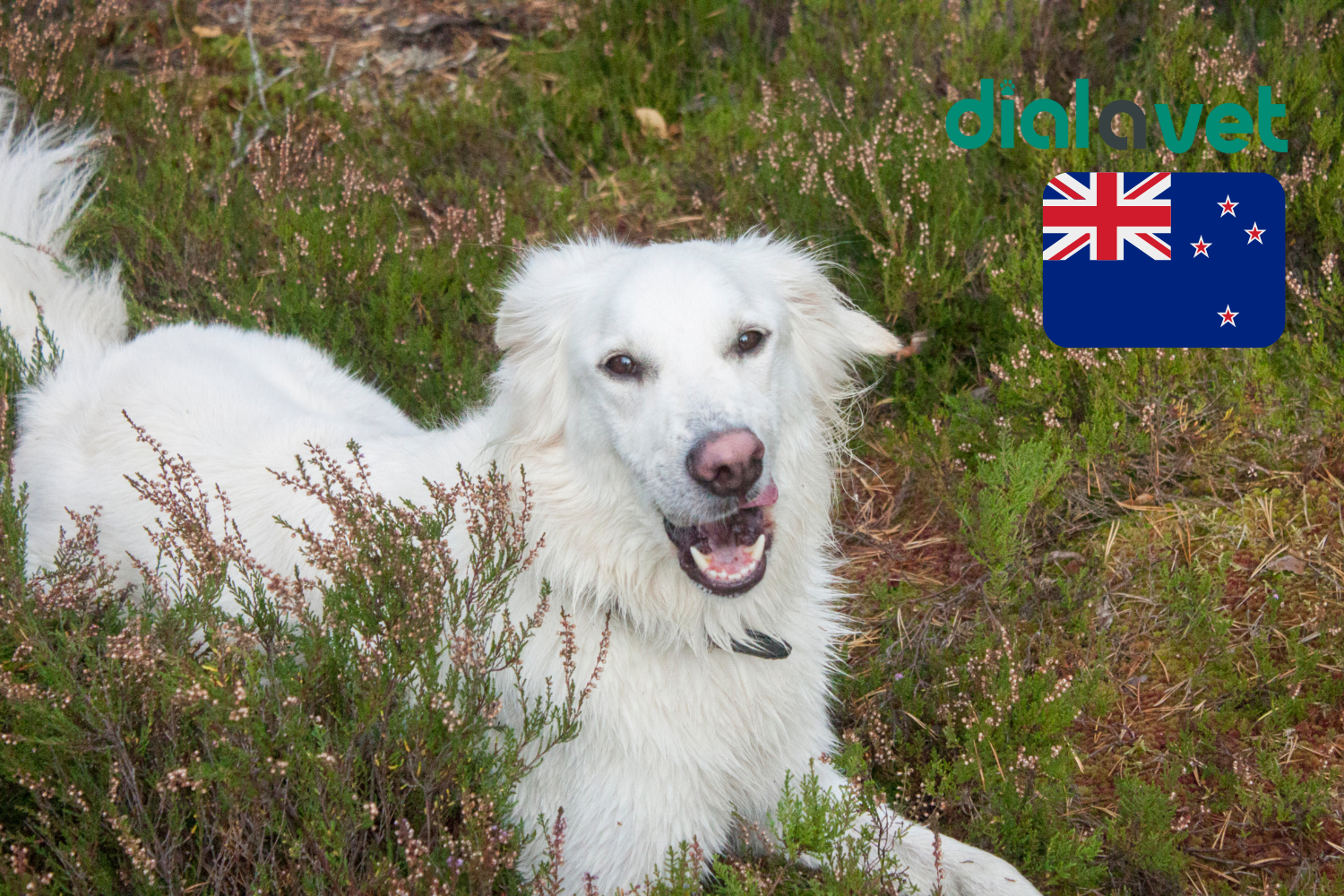 Dial A Vet in NZ Expert