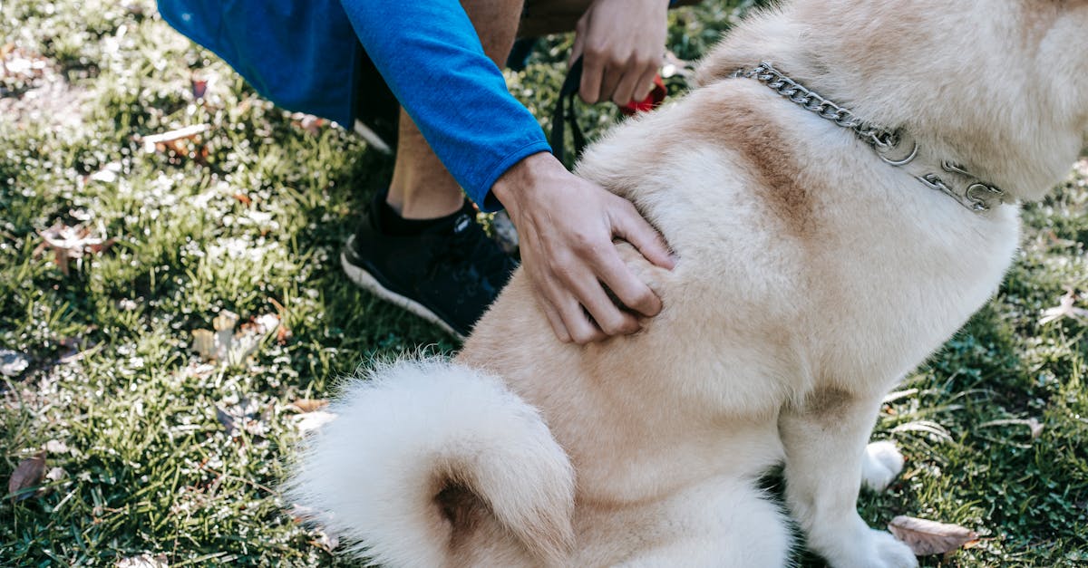 Golden retriever happily wagging its tail while sitting in a park, showcasing excited body language.