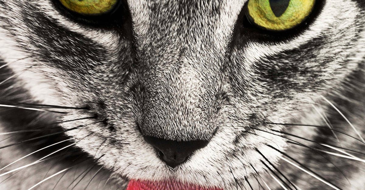 A ginger cat licking its paw while sitting comfortably on a sunny windowsill, showcasing its grooming behavior.