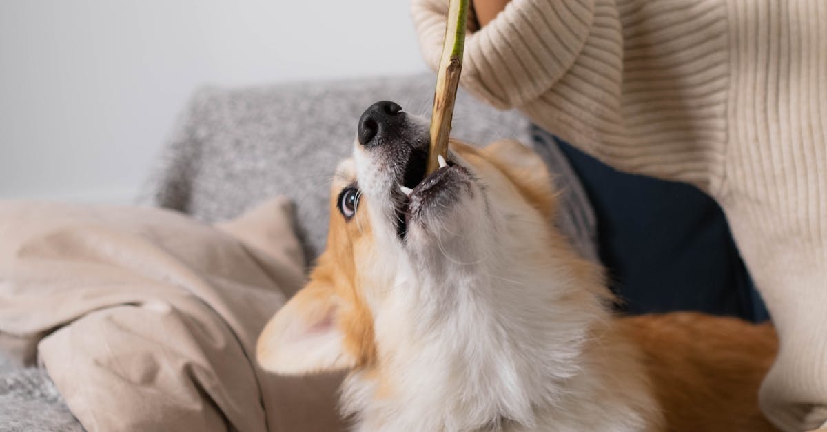 How To Stop Your Puppy From Biting | Dial A Vet