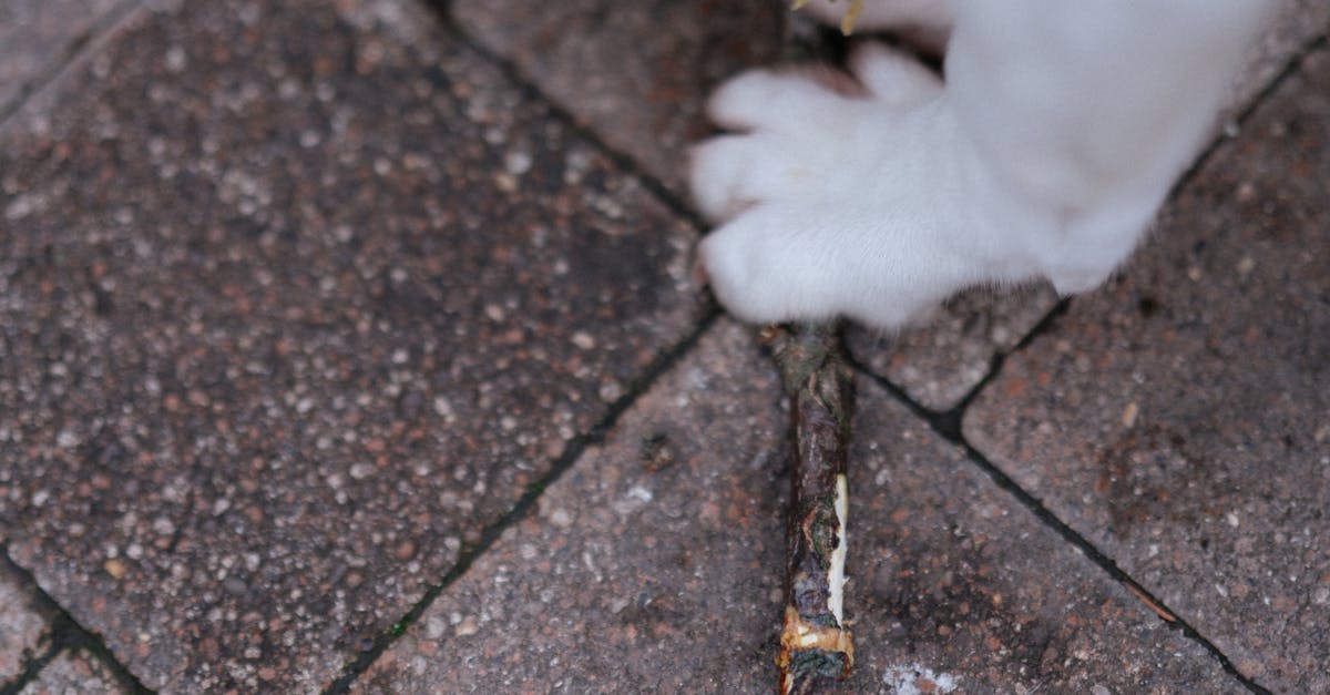 A healthy dog sniffing a fresh stalk of celery on a wooden table, promoting safe pet food choices.