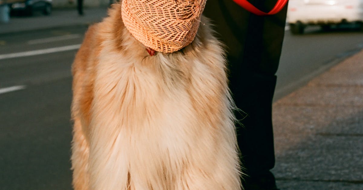 Pharaoh Hound standing proudly outdoors, showcasing its sleek coat and elegant posture, highlighting key breed characteristics.