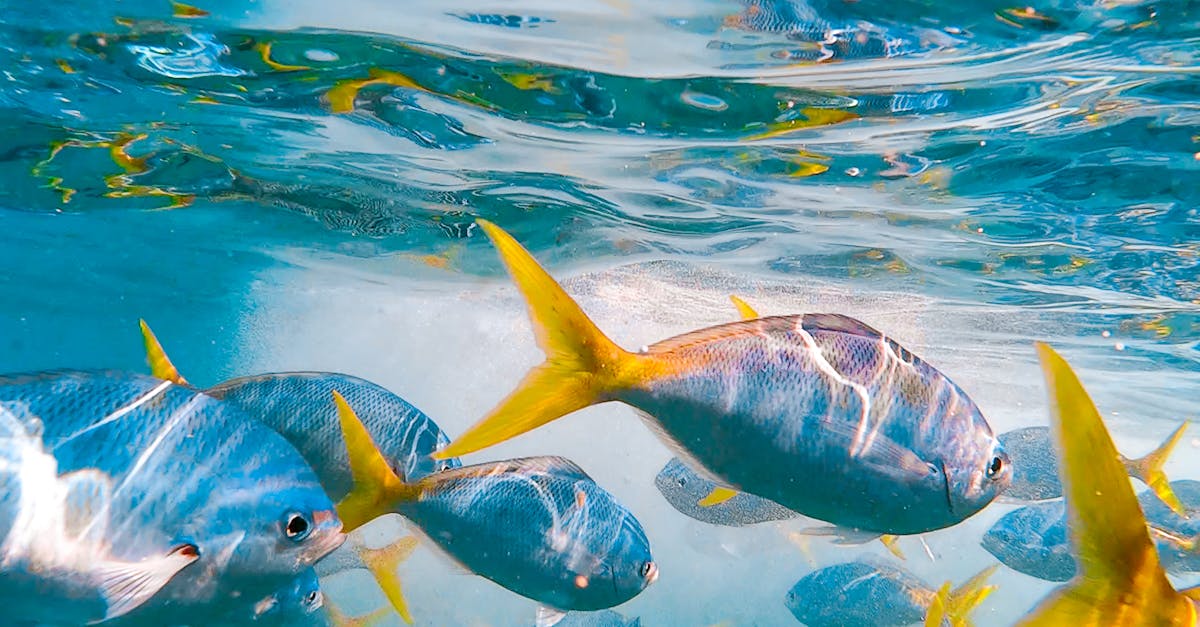 Popular Aquarium Fish Profiles | Dial A Vet
