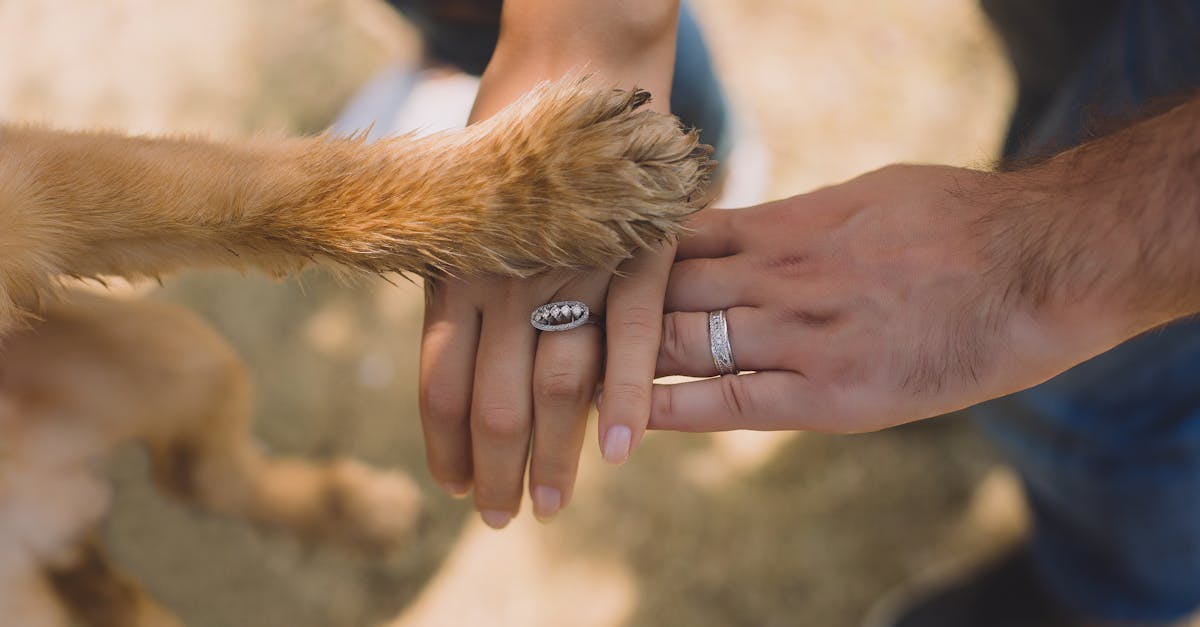 Veterinarian examining a dog with a snake bite on its paw, showing signs of swelling and distress.