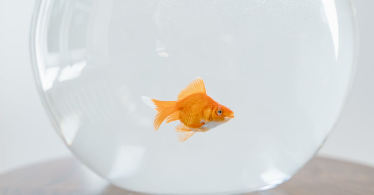 Colorful fish swimming in a vibrant underwater scene, showcasing their buoyancy and interaction with oxygen-rich water.
