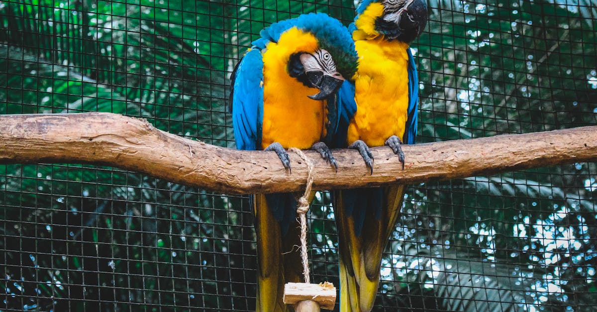 Colorful parrot sitting next to a new bird in a spacious cage, showcasing a peaceful introduction process.
