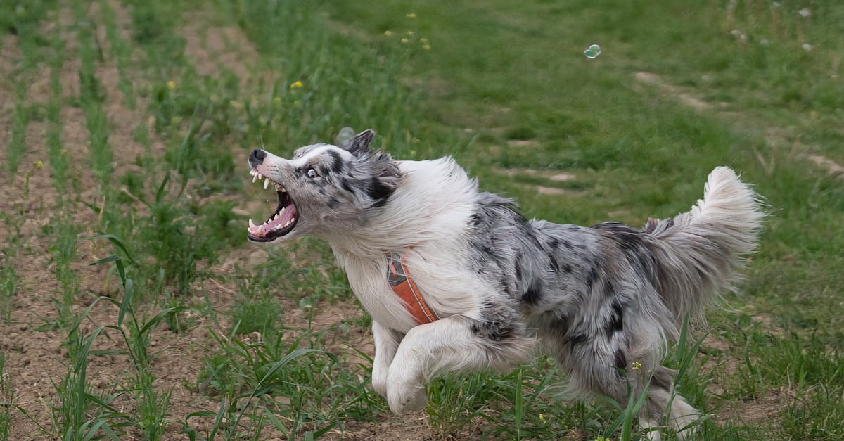 Puppy sitting on a potty pad, looking curiously at its owner while learning to use the pad for potty training.