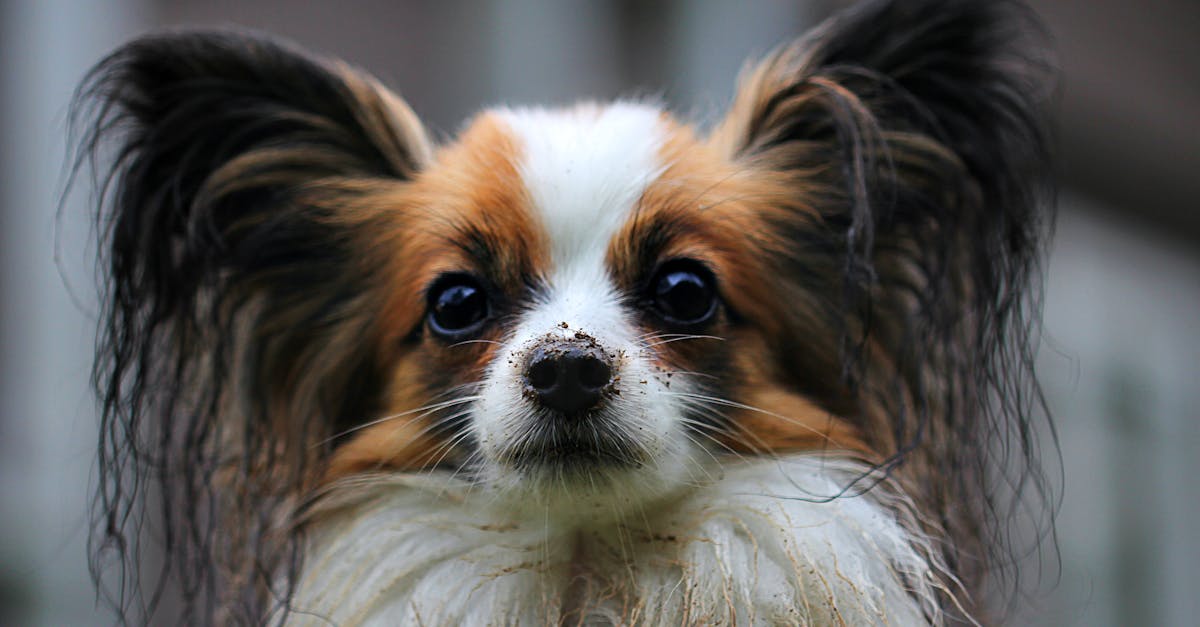 Close-up of a dog's ear showing dirt and debris accumulation, illustrating common causes of dirty dog ears.