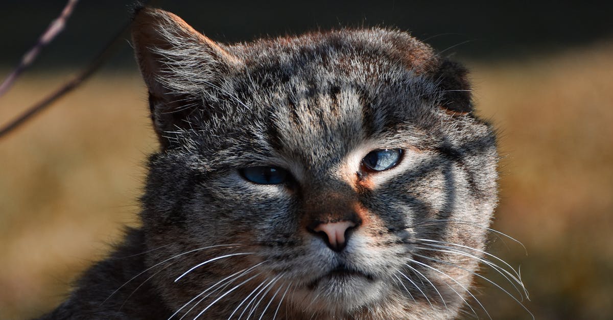 Cat with partially missing whiskers sitting on a windowsill, looking curiously outside, illustrating the topic of whisker loss.