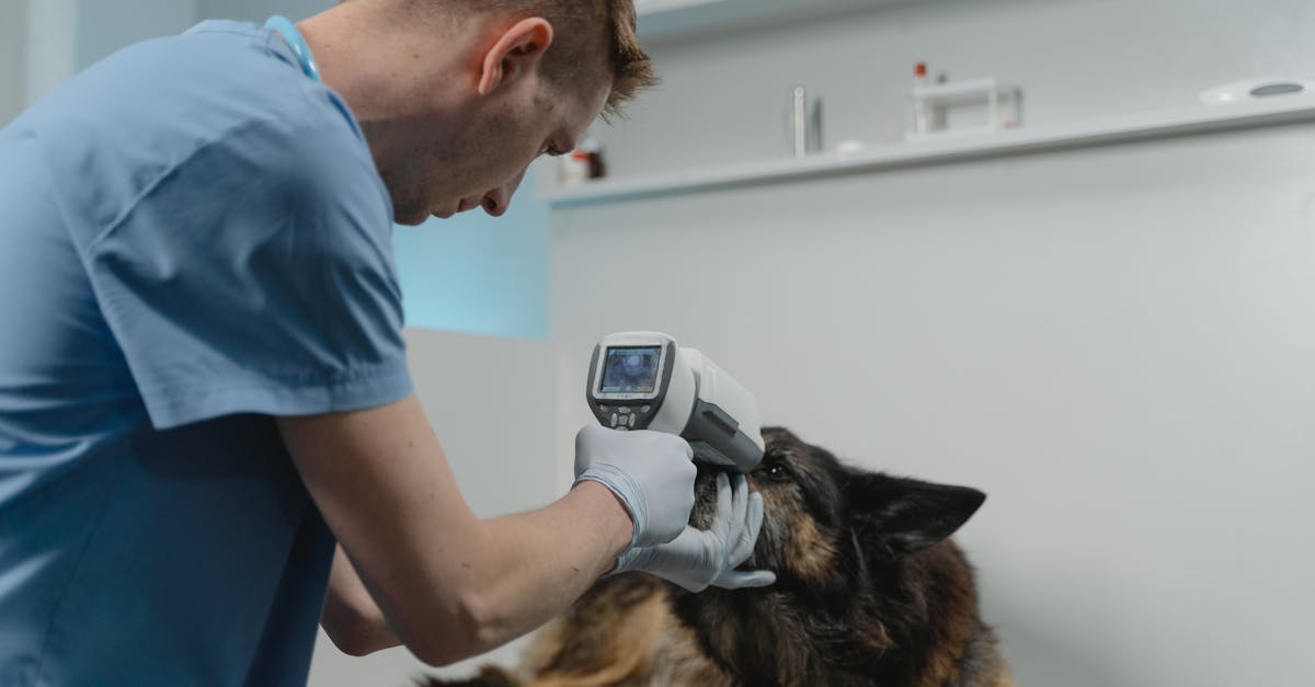 Dog owner administering worm treatment to a playful dog outdoors, illustrating the importance of regular deworming.