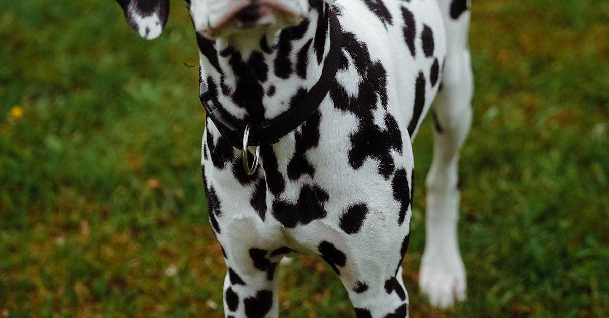 Borzoi dog standing elegantly in a lush green park, showcasing its graceful physique and long, flowing coat.