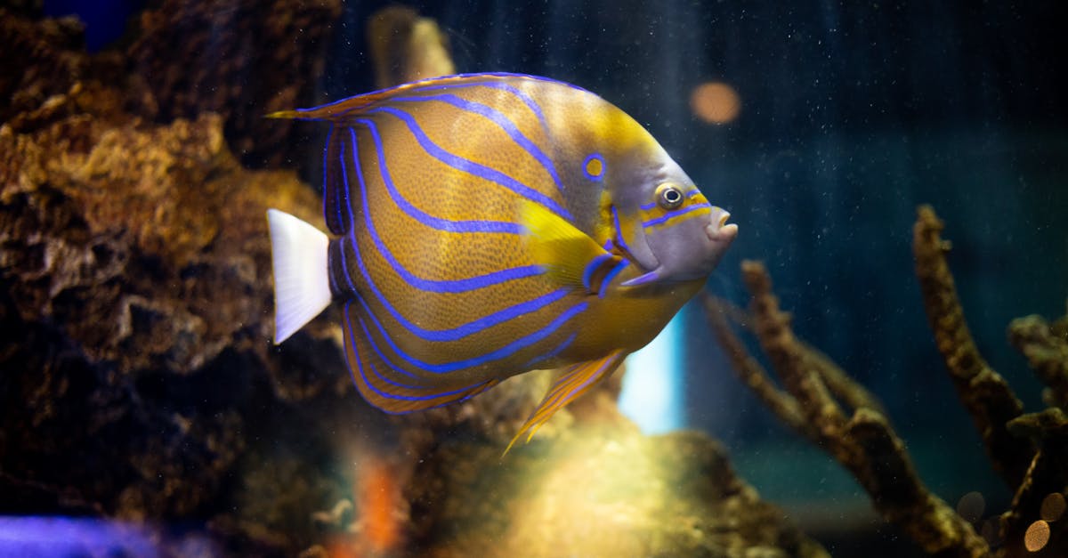 Colorful angelfish swimming among vibrant coral and reef invertebrates in a well-maintained reef tank.