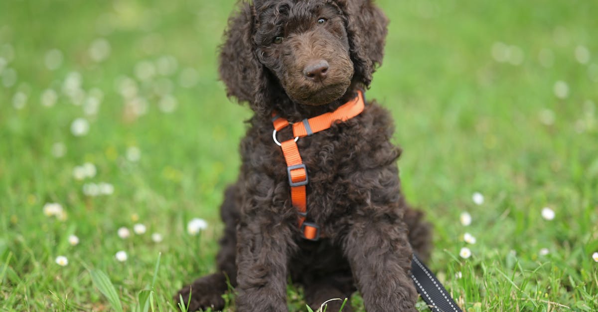 Poodle standing in a lush park, showcasing its curly coat, playful demeanor, and elegant posture.