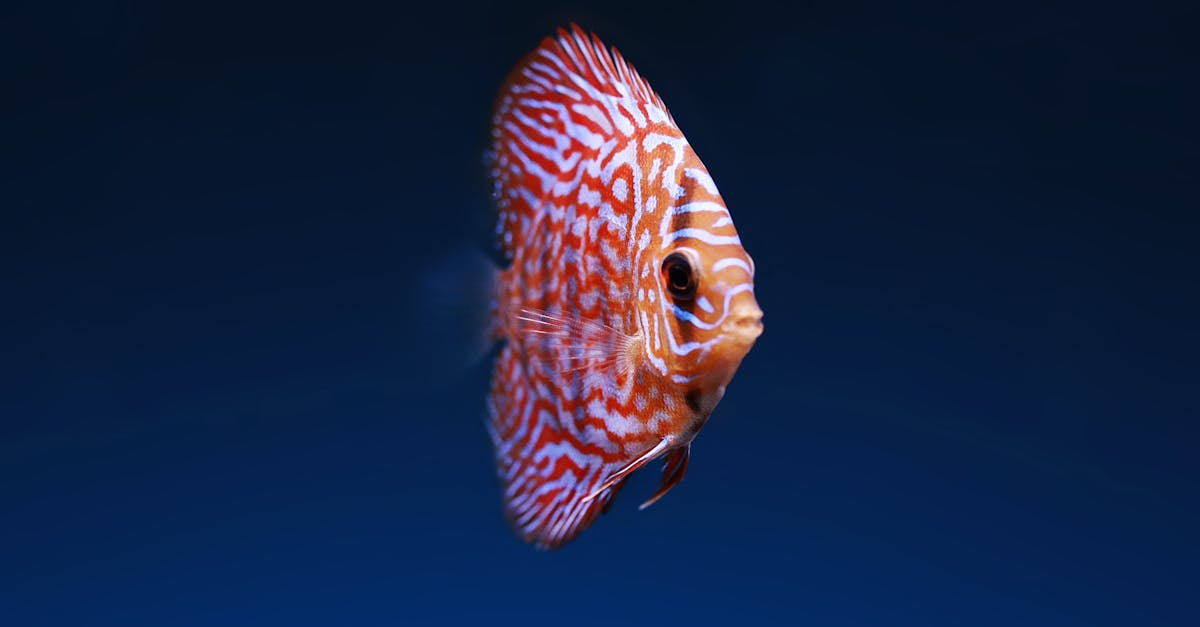 Close-up of a fish with Popeye Disease, highlighting swollen eyes and unusual behavior in an aquarium setting.