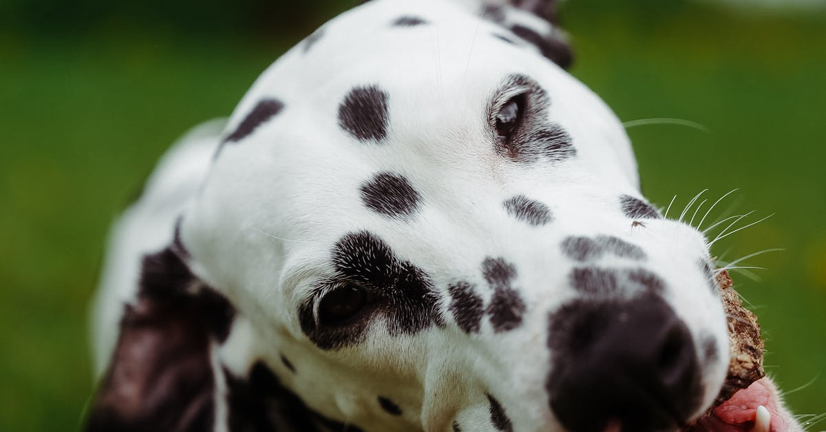 Dog with a concerned expression near a xylitol product, highlighting the risks of xylitol poisoning in pets.
