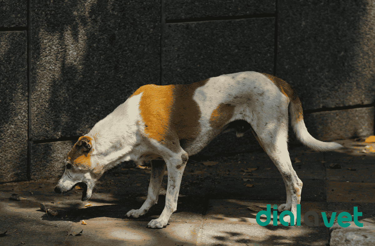 Yellow Dog Vomit Causes, Symptoms &