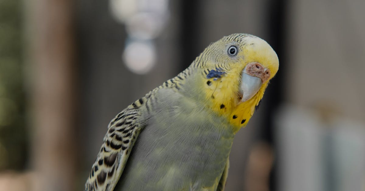 Vibrant yellow-collared macaw perched on a branch, showcasing its colorful plumage and playful demeanor in a tropical setting.