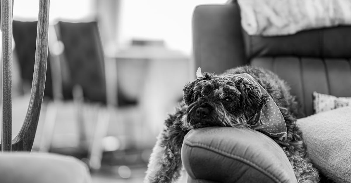 Yorkiepoo dog sitting on a grassy field, showcasing its curly coat and playful demeanor, ideal for pet lovers.