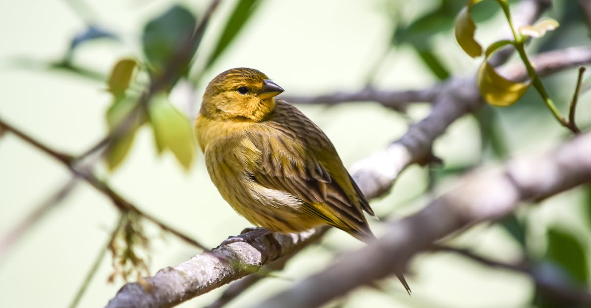 Colorful Zebra Finch perched on a branch, showcasing its vibrant plumage and lively personality in a natural setting.