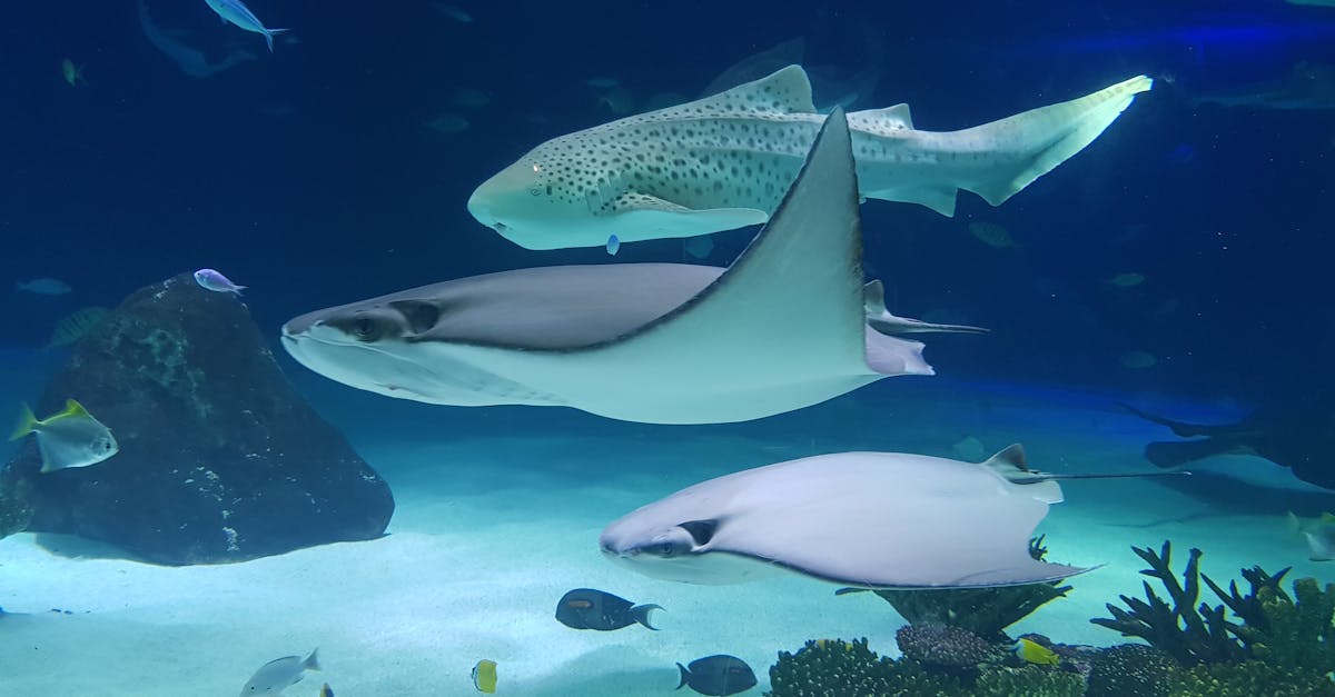 Colorful zebra loach swimming among aquatic plants in a well-maintained freshwater aquarium, showcasing its distinctive candy stripe pattern.